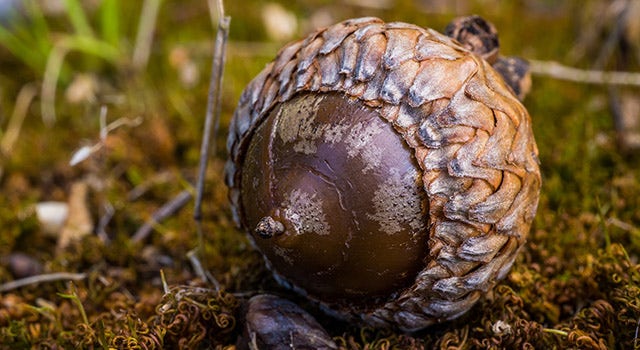 Get ready for the colors of autumn with macro photography